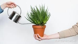 我就澆澆水，怎麼成水德真君了